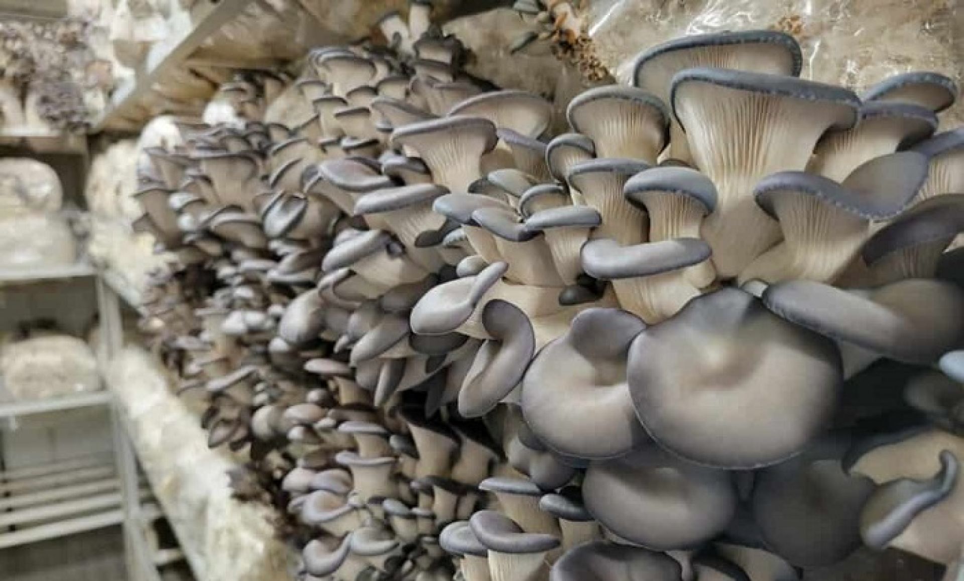 युएईको काम छोडेर नेपालमा च्याउ खेतीः मासिक सवा लाख आम्दानी, नौं जनालाई रोजगारी 